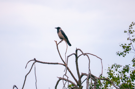 proud single bird sitting on a gray sky background on a dry bushの写真素材