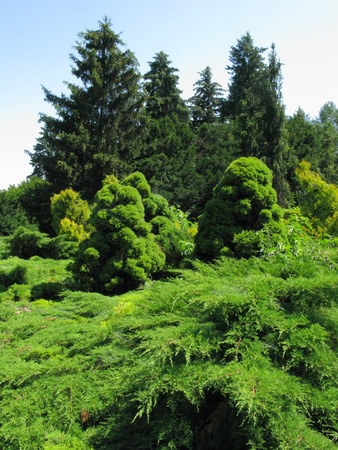 composition of coniferous trees with high firs in the backgroundの写真素材
