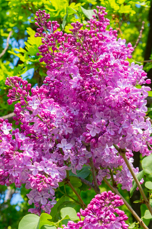 bunch of flowers of bright purple lilac in the early spring against the background of greeneryの写真素材
