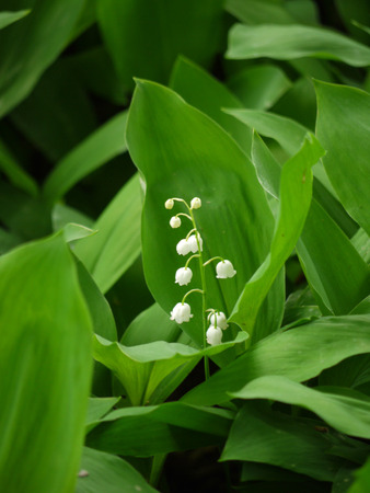Stalk with white flowers of lilies of the valley on a background of lush green leavesの写真素材