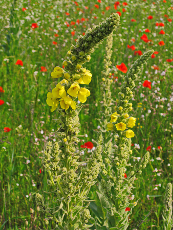 Yellow petals of field flowers growing in the middle of a green thick stalk among the tall grass.