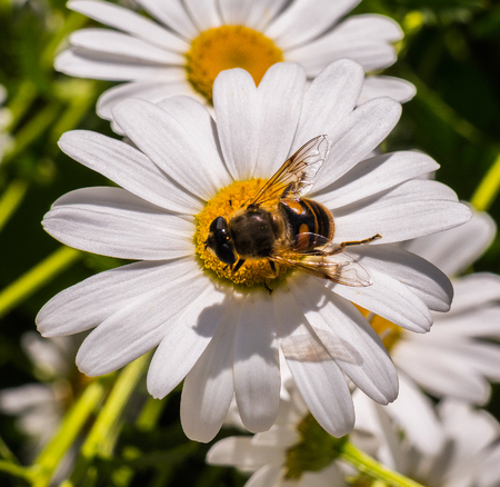 big beautiful flowers of white daisy with a beeの写真素材