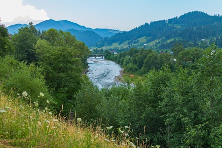Field chamomiles on the slope lonely looking at the river below and mountains in the distance