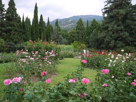 beautiful botanical garden planted with colored roses and coniferous trees on the background of a high mountainの写真素材