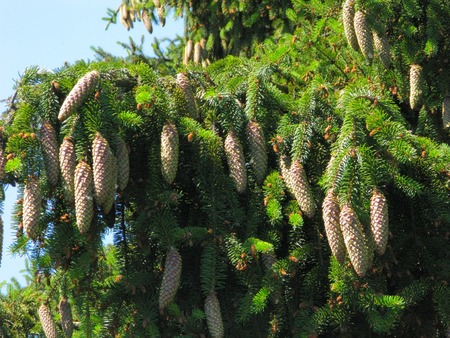 a green fir branch with thick needles and a lot of light cones looking down to the ground.の写真素材
