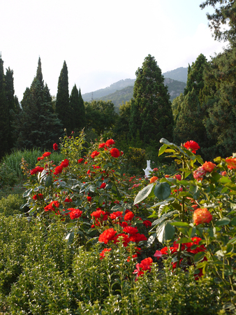 Shrubs with lush, red roses on tops against the background of coniferous treesの写真素材