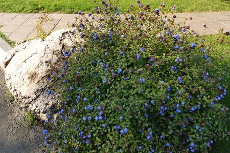 Shrub with small beautiful blue flowers and green leaves in the rays of the summer sun grew on a stoneの写真素材