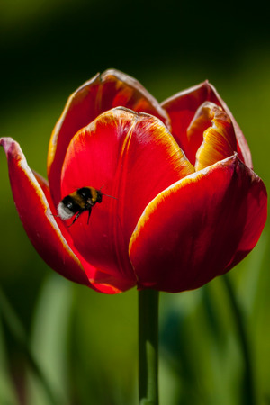 chop a striped bumble bee on the background of a bright red tulip with a yellow fringeの写真素材