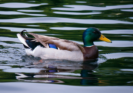 like a posing duck on waves of a water surface with a brilliant green neck and a dark blue feather of the wingの写真素材