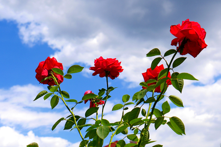 A bush of a red rose on a high stem with green petals and sharp spinesの写真素材