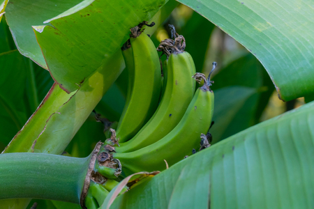 Green long fruit with large leaves on the branches of a bananaの写真素材