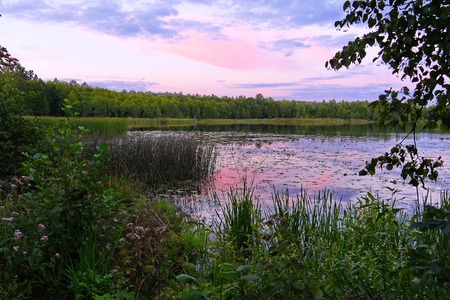 reflection of a pink sunset sky on the surface of a lake or river, surrounded by green grass, duckweed, trees and bushes. resting place, fishing and picnicの写真素材