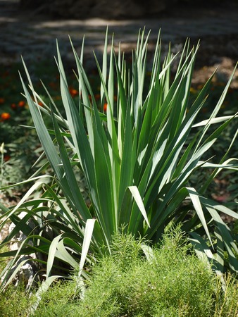 A bush with green, pointed, long leaves of tulips, which have already fadedの写真素材