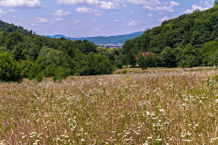 A huge number of different wild wildflowers and shrubs against the backdrop of a small mountain villageの写真素材