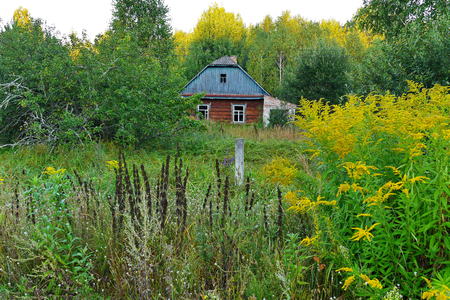 Old abandoned rural house in the shade of large trees and green bushesの写真素材