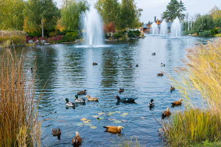 A flock of multicolored ducks swims in the fountain. On the sides there are beautiful yellow earsの写真素材