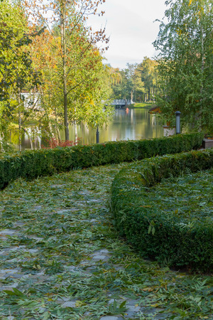 The path in the park is covered with fallen leaves with a border of shredded boxwoodの写真素材