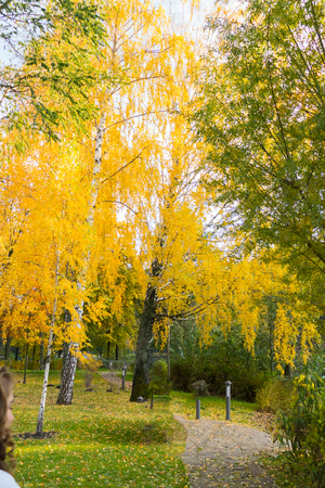 small lanterns near the alley in the park under high birch with golden leavesの写真素材