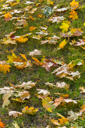 Yellow and crimson leafy leaves of maple on the green grass in the parkの写真素材