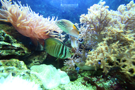 bright representatives of the marine fauna float in the salt water between coralの写真素材