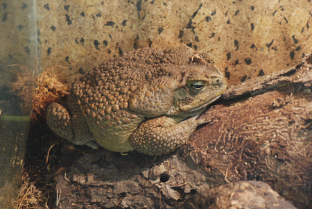 A large, fat, vile frog in pimples proudly sits on a rockの写真素材