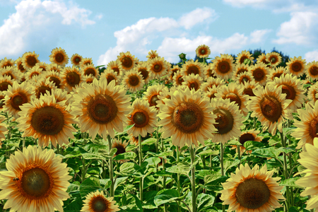 A sea of sunflowers with yellow petals and brown medium, twirl their heads behind the sunの写真素材