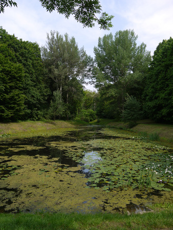 A compact pond almost completely overgrown with a water lily with small windows of clear water with green grass on the banks located among the trees.の写真素材
