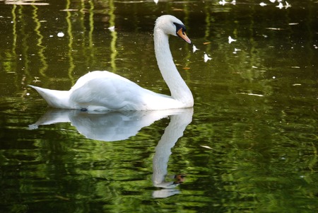 The magnificent white swan gracefully twists its neck floating on the water surface of the lake admiring its reflection in the water.の写真素材