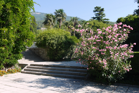 Tiled stone steps against the backdrop of beautiful green bushes, trees and tall palmsの写真素材