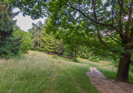A pedestrian trail passing near a large tree with roots protruding from the ground. Walking deep into trees and bushes.の写真素材