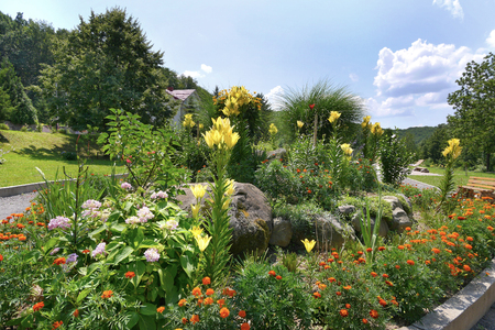 Tall yellow lilies and blackberry fill the flower bed with an alpine hillの写真素材