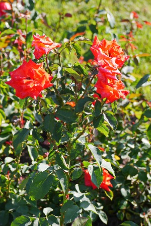 A magnificent bush with lush red roses on high green stems with spinesの写真素材