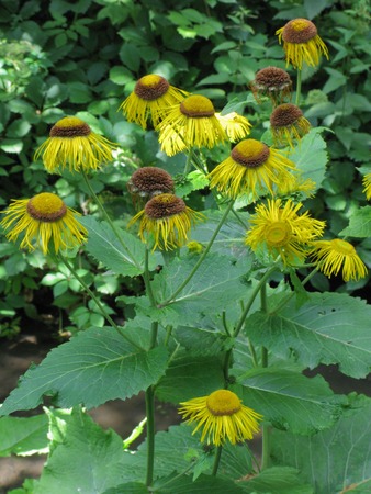 Falling yellow daisies with large green leaves against a background of shrubsの写真素材