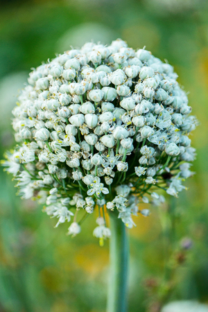 A beautiful bunch of white flowers with a high green stem on the background of a green stoneの写真素材