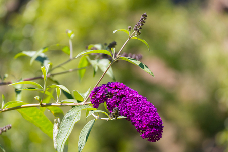 a brush of lilac flowers on a stalk bent under the weightの写真素材
