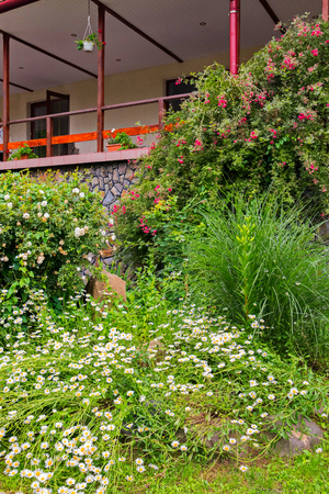 Thickets of camomile, white rose bushes and other decorative plants near a beautiful wooden verandaの写真素材