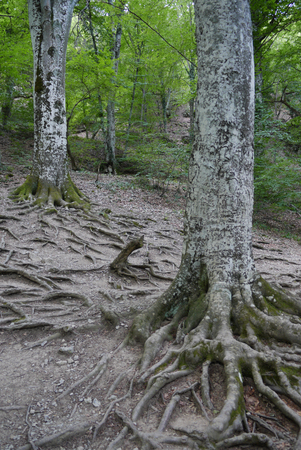 A steep slope with old, overgrown with massive roots, trees against the background of a green forestの写真素材