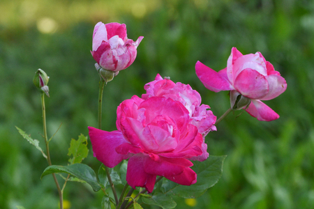 imperceptible pink roses on the bush in the garden among the greeneryの写真素材