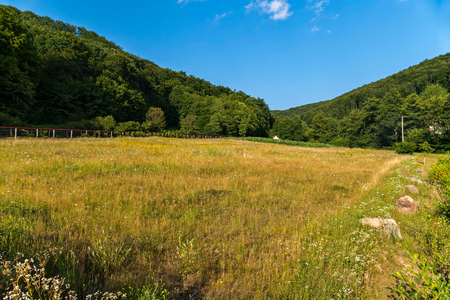 glade against the backdrop of the forest at noonの写真素材