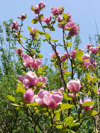 The young Magnolia tree is fluffy with a green park on the background of the skyの写真素材