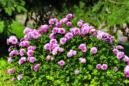 Green, large bush with lots of flower pink asters on it. Flowers are like stars, hence the name from Latinの写真素材