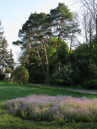 A flower bed with small wildflowers in the background of a walking park zoneの写真素材