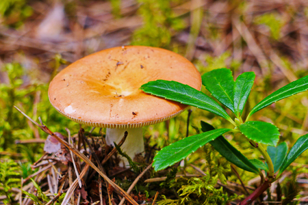 modest beauty russula hiding under a green leafの写真素材