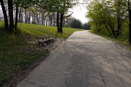 Desert benches in the shade of trees standing near a road with cracked asphaltの写真素材