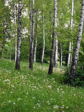Lawn with green grass and slender white-black birchesの写真素材