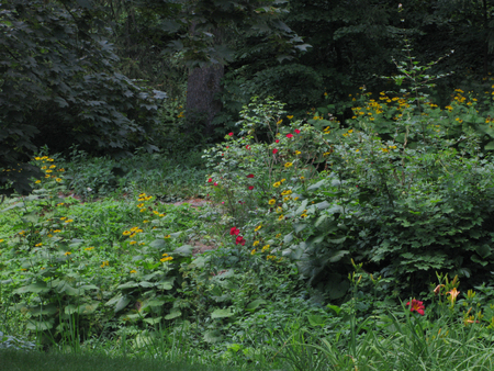 Yellow and red bushes of flowers among the green grass growing among the lush forest thickets.の写真素材
