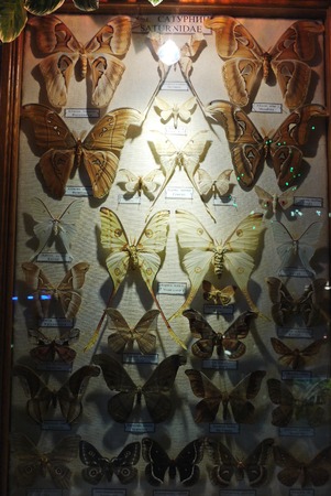 exhibition picture of herbarium dry butterflies of various kindsの写真素材