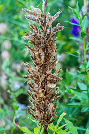 Dry stalk of a plant against a background of green trees and shrubsの写真素材