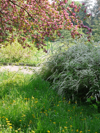 dandelions, green bush and branches of cherry blossoms in the parkの写真素材