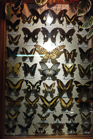 collection of butterflies under glass in a wooden frameの写真素材